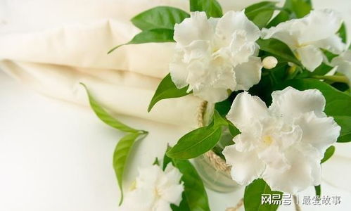 茉莉花香型香水，如何在家种植茉莉花