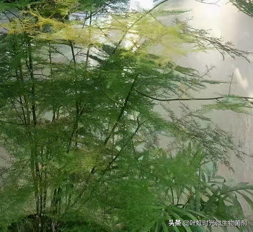文竹根部发黄，是何原因导致