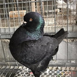 元宝鸽颜色多样，飞行能力各异