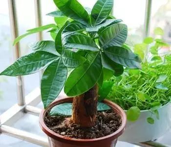 五、发财树与兰花养殖