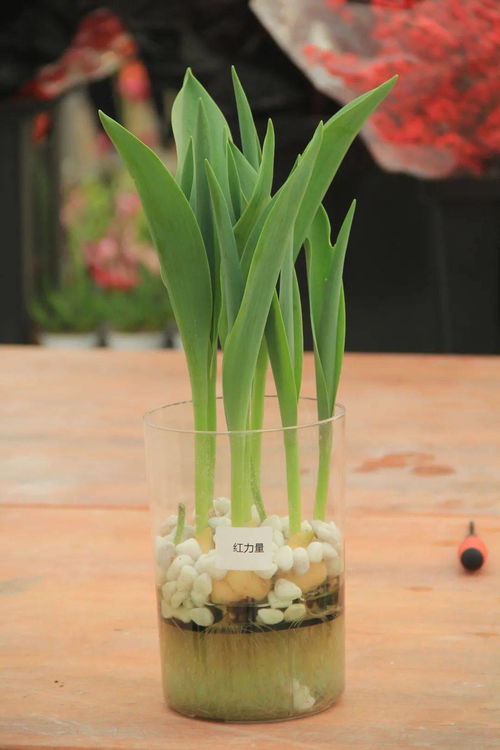 水仙花怎么养才能开花？新手也能养爆盆的小技巧是什么