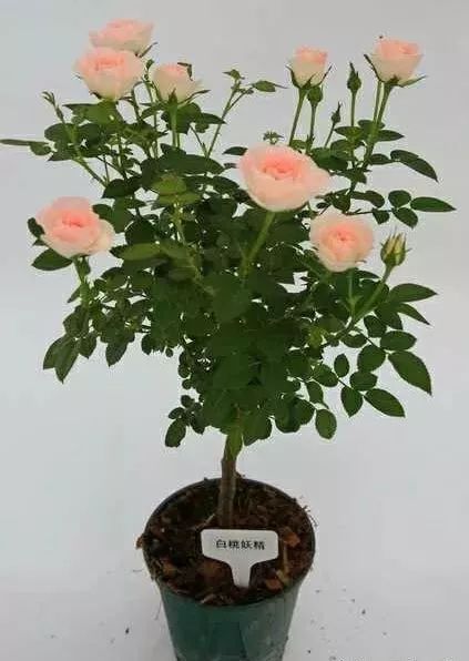 嫁接的艺术：矮桩树状月季的接穗与砧木之恋