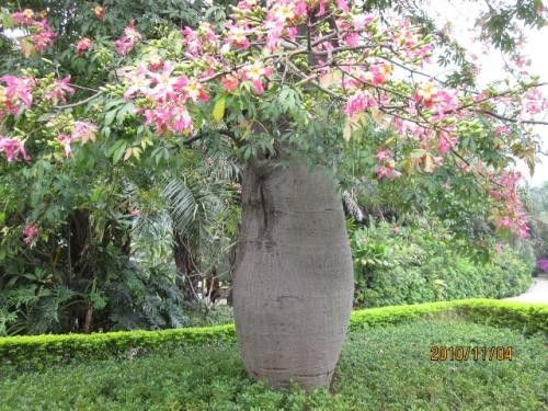 小叶凤尾花养护指南中，如何打造美丽生机的家居花园