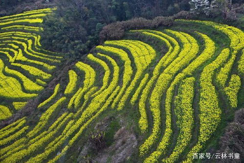 适合梯田的花儿