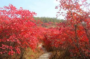 玉器电商发展高峰论坛，专家学者讲述流通渠道