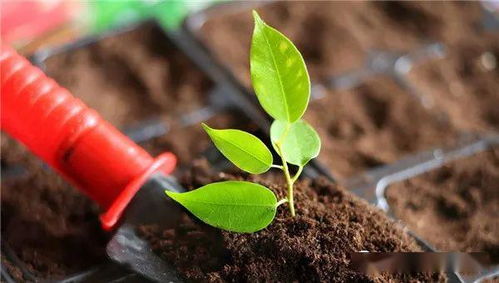 如何改良茶花偏碱度土壤？土壤改良后茶花会怎样