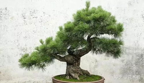 松树病虫害防治有哪些具体技巧和方法