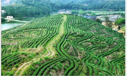 开平大沙红茶叶价格一览:周顺来茶叶报价查询!