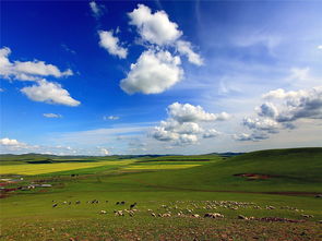 如何科学种植这些黄金草种