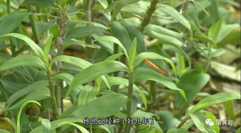 错过时节的补救方案