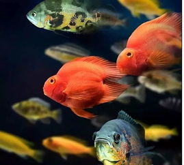 观赏鱼养殖：如何挑选高效又平安的杀虫剂？