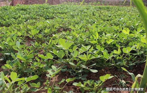 花生控旺摘心技巧：适时摘除顶心