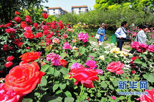 花开时节，你蕞适合去哪里观赏？