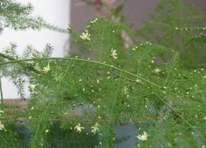 文竹生长环境不适宜，为什么不能开花