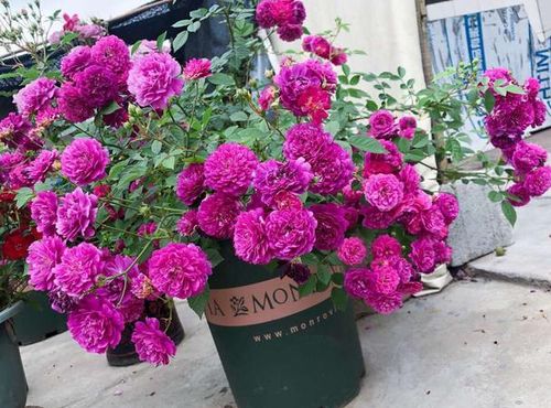 5. 抗病性：健康的小精灵