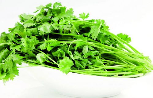 香菜为什么开花？这其中的原因和意义是什么