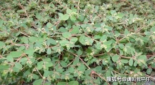 灯笼泡草生长于山区，可治多种皮肤病