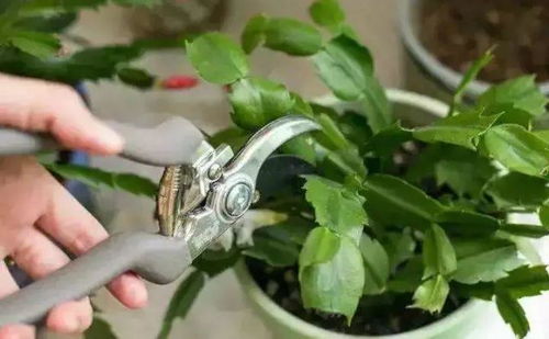 将萼距花修剪，为何枯枝纷纷落下