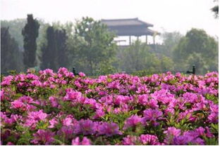 安伯利公园月季的美丽邂逅