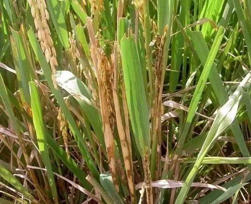 水稻病虫害防治小技巧，你学会了吗这个？