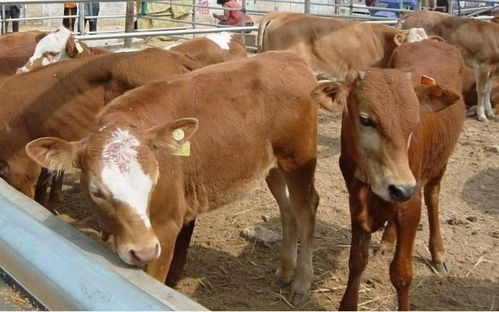 80斤育肥猪饲料配比中，哪种饲料配方最适合其快速增重？