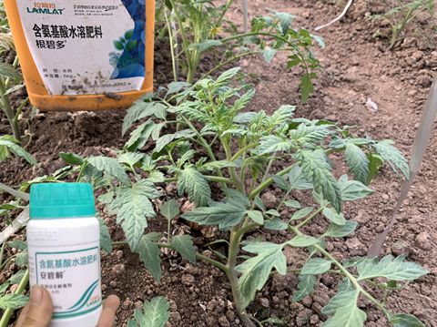 西红柿地里的草，咋整啊？平安除草剂和专用除草剂啥区别？
