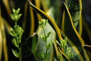 绿植售后服务：用心呵护， 让叶子安心生长