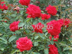 品种多样， 价格参差不齐