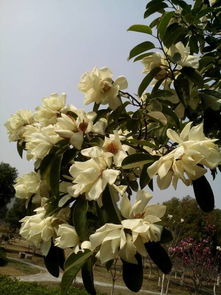 外形对比：一个落叶， 一个常绿