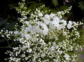 珍珠梅新枝生长的奥秘大揭秘！