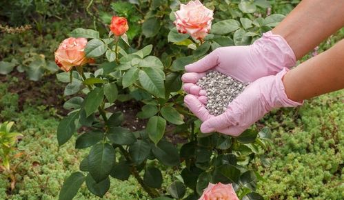 蓟马的防治方法