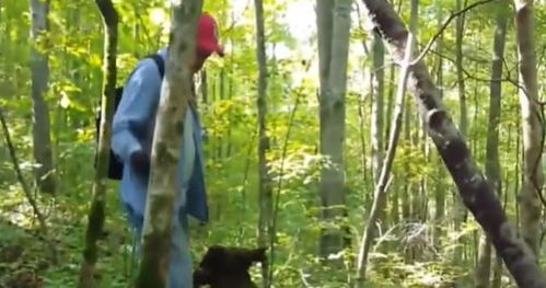 人参跑起来：揭秘植物界的奇观，人参会跑步真的假的？