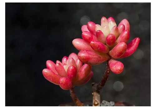 宝莲灯花芽萌发后如何养护才能绽放出最绚烂的色彩