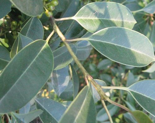 冬青的果实与种子