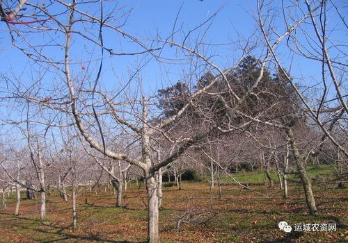 1. 清理枯枝落叶