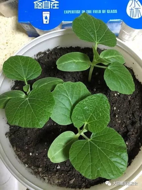 阳台种葫芦？葫芦籽怎么种