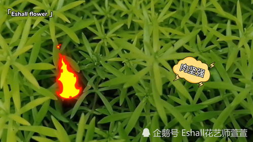 大花萱草的花期与种植