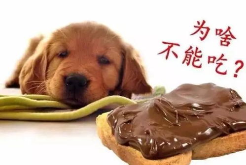 误食甲维盐，狗狗中毒怎么办？急救指南来了！