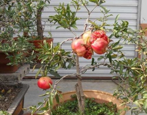 杨梅核埋土里发芽之谜，揭秘啦！