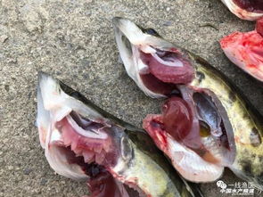 鳜鱼黏孢子虫病是一种鱼类寄生虫病