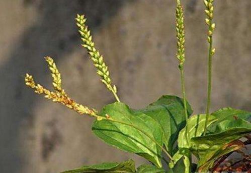 车前草种植，你真的懂吗？