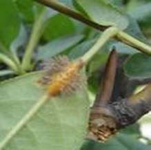 锈菌的冬孢子与病原生物