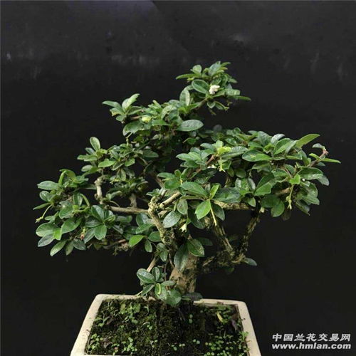 水蜡盆景的魅力