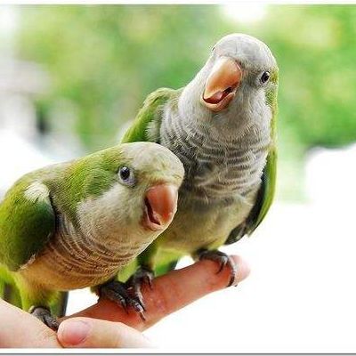 饲料协会讲话中提到和尚鹦鹉会说话，那么和尚饲养的鹦鹉真的能开口说话吗？