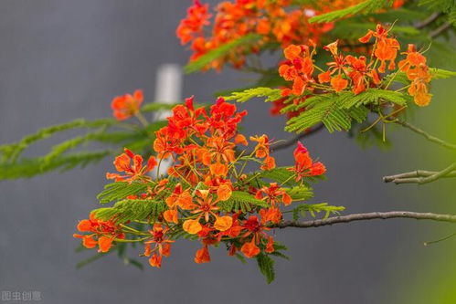 秋天里的花儿开， 南北各不同