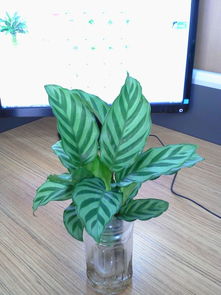 水培竹芋卷叶，是缺水还是病虫害