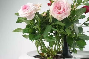 叶片和刺， 别小kan了它们