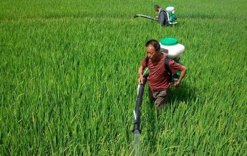 稻田埂上打了除草剂， 多久Neng放水