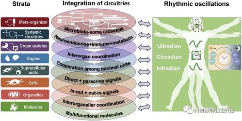 饲料中钙磷比例对动物骨骼发育和健康有何影响？