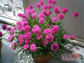 温室里的花花草草，选哪种既美又容易养？